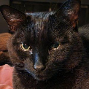 Meet your Posher, Cati